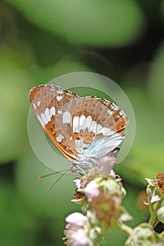 White admiral butterfly, Limenitis camilla