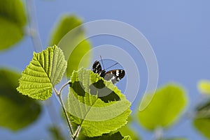 White admiral butterfly, Limenitis camilla photo