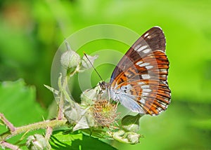 White Admiral butterfly -Limenitis camilla in a Worcestershire  woodland. photo