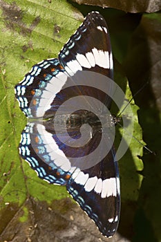 White admiral butterfly with open wings in New Hampshire. photo