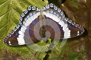 White admiral butterfly with open wings in New Hampshire. photo
