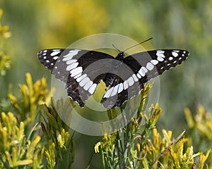 A white admiral butterfly perched on a goldenbush in Edwards, Colorado.