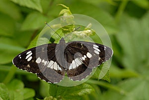 White Admiral butterfly photo