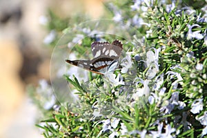 Butterfly polinating rosemary flower photo