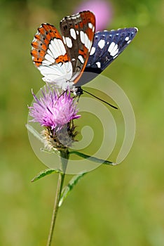 White admiral (Limenitis camilla)