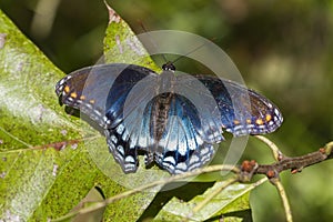 White Admiral or Red-Spotted Purple Butterfly - Limenitis arthemis