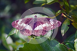 White Admiral is a woodland butterfly. Beautiful black and white butterfly.