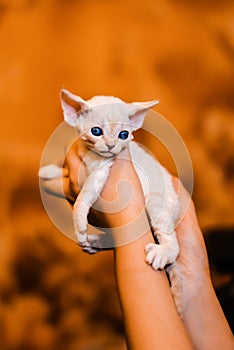 White adorable devon rex baby kitty hold by woman`s hand, the cat has amazing dark blue eyes