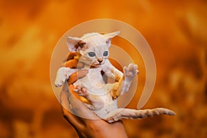 White adorable devon rex baby kitty hold by woman`s hand, cat open legs