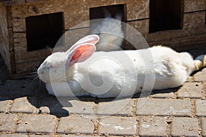 White adorable rabbits sleeping on farm. Cute resting bunnies. Domestic animals concept.