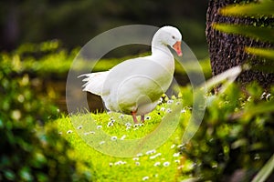White adult domestic goose in a garden