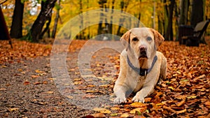 White adult labrador retriever on the leaves in autumn park.