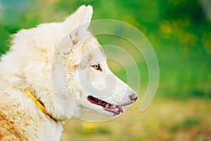 White Adult Siberian Husky Dog (Sibirsky husky)