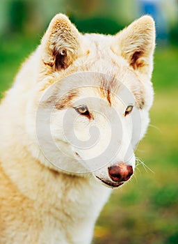 White Adult Siberian Husky Dog (Sibirsky husky)