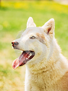 White Adult Siberian Husky Dog (Sibirsky husky)