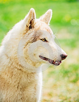 White Adult Siberian Husky Dog (Sibirsky husky)