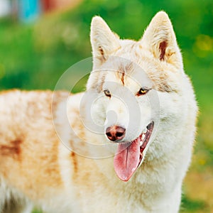 White Adult Siberian Husky Dog (Sibirsky husky)