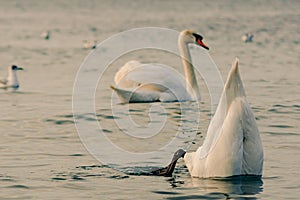 A white adult swan ducked into the sea water for fish. On the surface of the water, only the tail and flippers of the swan bird ar
