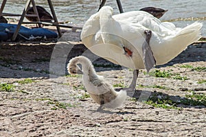 A white adult swan teaches a cygnet how to groom on one leg.