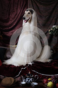 White Afghan hound dog indoors