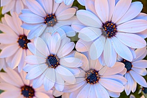 White African daisies closeup, floral background.