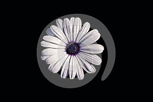 White African daisy or Cape Daisy Osteospermum isolated on black background, top view