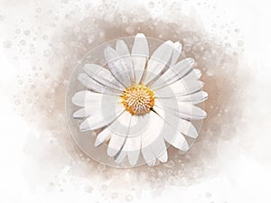 White african daisy floral botanical flower. Watercolor background illustration set. Isolated daisy illustration element