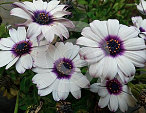 White african daisy flower with black eye photo