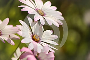 White African Daisy Flowers dancing in the sunshine