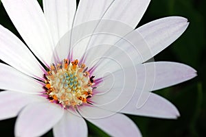 White African Daisy (Osteospermum) photo