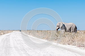 White African elephant, covered with white calcrete dust