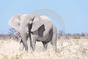 White African elephant, covered with white calcrete dust