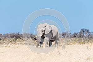 White African elephant, covered with white calcrete dust