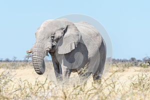 White African elephant, covered with white calcrete dust