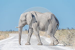 White African elephant, covered with white calcrete dust