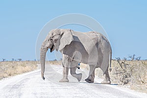 White African elephant, covered with white calcrete dust