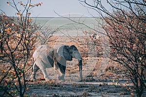 White african elephant from Etosha national Park