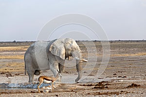 White african elephants in Etosha