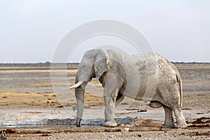 White african elephants in Etosha