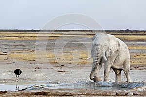 White african elephants on Etosha waterhole