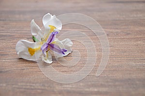White African Iris with Purple and Yellow Center