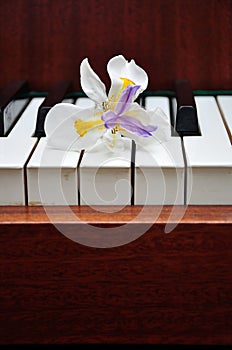 White African Iris with Purple and Yellow Center on piano keys