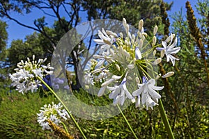 White African Lily Agapanthus praecox flowers in Kirstenbosch.