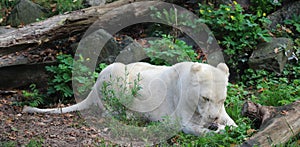 White african lion