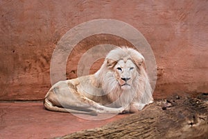 White African lion lying on the floor in Ukrainian zoo