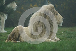 White African Lion - Panthera leo