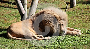 White African Lion (Panthera leo krugeri) resting in a zoo : (pix Sanjiv Shukla)