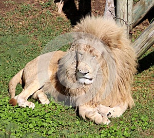 White African Lion (Panthera leo krugeri) resting in a zoo in South Africa : (pix SShukla) (1)