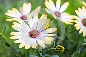 White african moon daisy, oxeye daisy