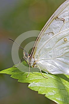 White african Moth